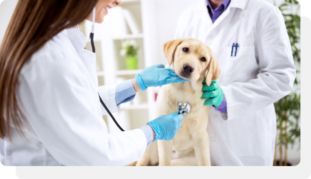 Veterinarian Workplace